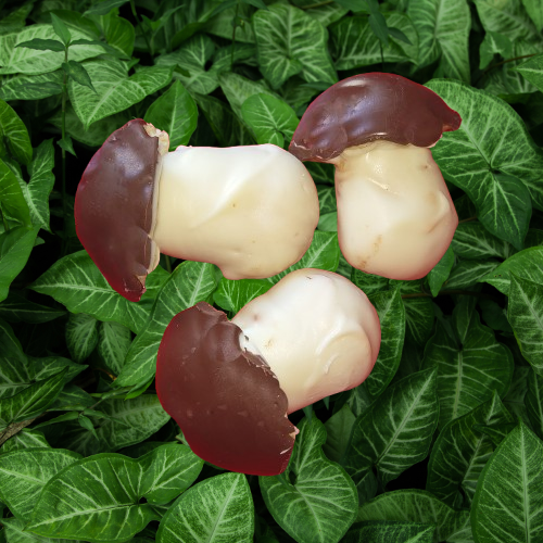 Champignons éponge au chocolat